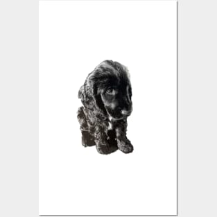 English Cocker Spaniel Black Puppy Dog - Adorable! Posters and Art